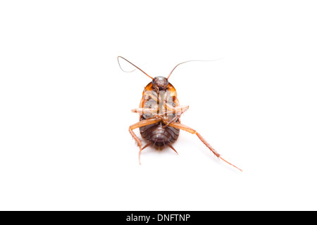 Dangerous Brown Cockroach on white background Stock Photo