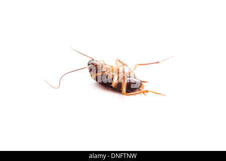 Dangerous Brown Cockroach on white background Stock Photo