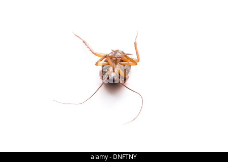 Dangerous Brown Cockroach on white background Stock Photo