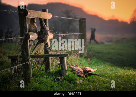 Pheasants ready for collection on a days driven shoot in December in the heart of the Wiltshire countryside. Stock Photo
