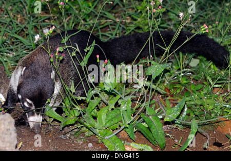 A lone male White-nosed Coati (Nasua Narica) or Coatimundi forages for invertibrates. Monteverde. Costa Rica.