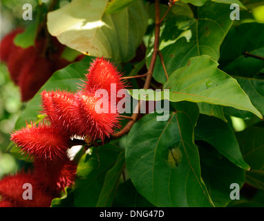 The red spiky fruits of a Lipstick Tree or Achiote (Bixa orellana). Tortuguero, Tortuguero National Park,  Costa  Rica Stock Photo