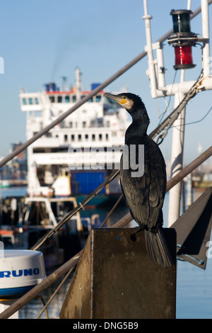 a cormorant sits on a fishing boat and watches over the water at old portsmouth england uk Stock Photo
