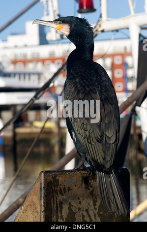 a cormorant sits on a fishing boat and watches over the water at old portsmouth england uk Stock Photo