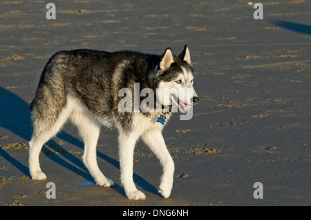 Siberian Husky walking on beach on the Oregon Coast Stock Photo