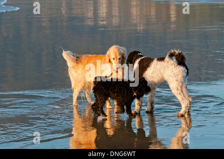 Three dogs (golden retriever, parti poodle, and Australian Labradoodle) together on a beach on the Oregon Coast Stock Photo
