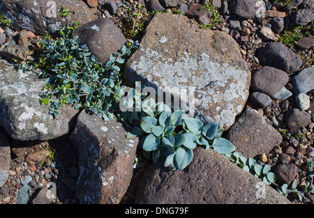 Oysterplant, Mertensia maritima, growing at a confidential location in the Shetland Islands Stock Photo