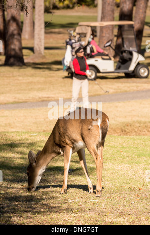 Deer gather along the Ocean Creek Golf Course as golfers play on Fripp Island, SC. Stock Photo