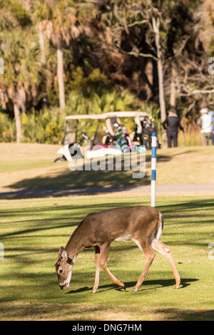 Deer gather along the Ocean Creek Golf Course as golfers play on Fripp Island, SC. Stock Photo