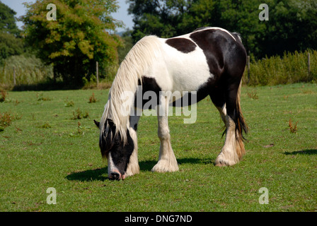 Clydesdale horse eating grass in field Stock Photo