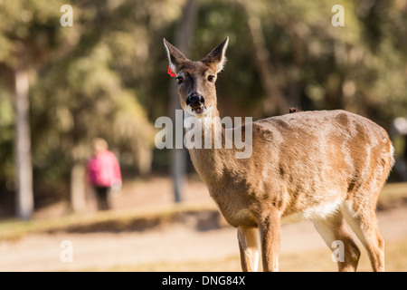 Deer gather along the Ocean Creek Golf Course as golfers play on Fripp Island, SC. Stock Photo