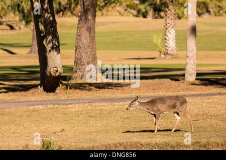 Deer gather along the Ocean Creek Golf Course on Fripp Island, SC. Stock Photo