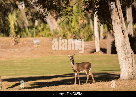 Deer gather along the Ocean Creek Golf Course on Fripp Island, SC. Stock Photo