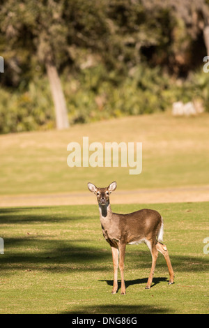 Deer gather along the Ocean Creek Golf Course on Fripp Island, SC. Stock Photo