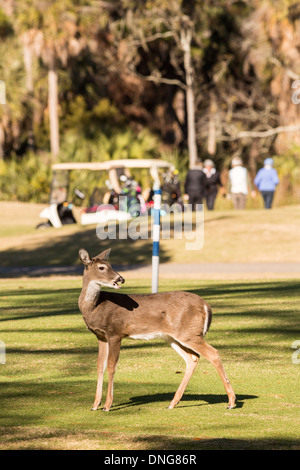 Deer gather along the Ocean Creek Golf Course as golfers play on Fripp Island, SC. Stock Photo