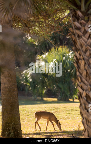 Deer gather along the Ocean Creek Golf Course on Fripp Island, SC. Stock Photo