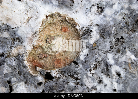 Asiago Plateau, Venetian Pre-Alps, Italy : a fossil of ammonite. Stock Photo