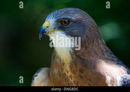 Swainson's Hawk (Buteo swainsoni) close-up portrait Stock Photo