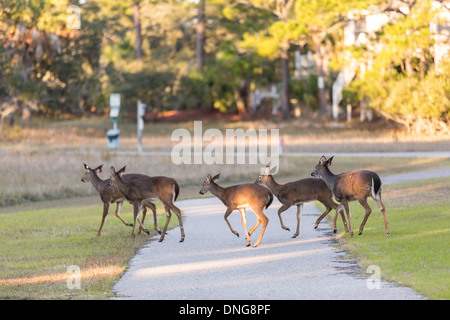 Deer roaming freely on Fripp Island, SC. Stock Photo