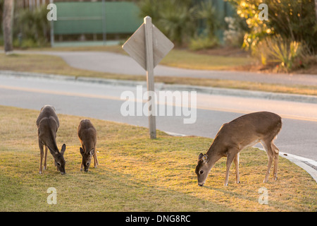 Deer roaming freely on Fripp Island, SC. Stock Photo