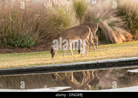 Deer roaming freely on Fripp Island, SC. Stock Photo