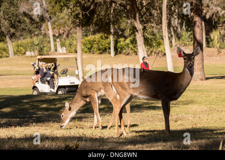 Deer gather along the Ocean Creek Golf Course as golfers play on Fripp Island, SC. Stock Photo