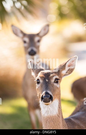 Deer roaming freely on Fripp Island, SC. Stock Photo