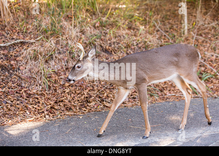 Deer roaming freely on Fripp Island, SC. Stock Photo