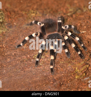 Tarantula Acanthoscurria geniculata in a terrarium Stock Photo