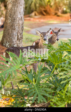 Deer roaming freely on Fripp Island, SC. Stock Photo