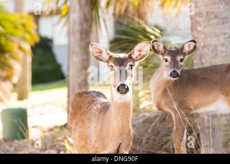 Deer roaming freely on Fripp Island, SC. Stock Photo