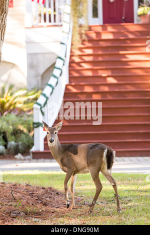 Deer roaming freely on Fripp Island, SC. Stock Photo