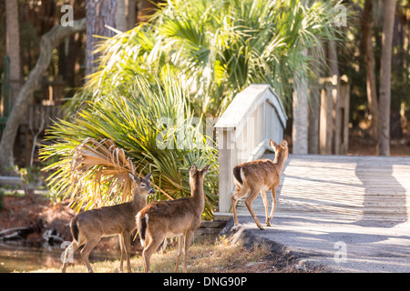 Deer roaming freely on Fripp Island, SC. Stock Photo