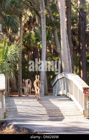 Deer roaming freely on Fripp Island, SC. Stock Photo