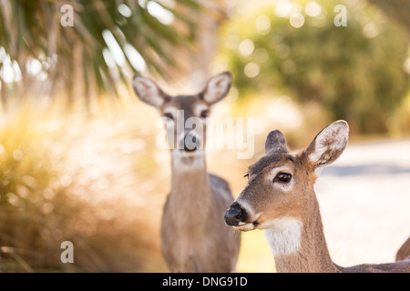 Deer roaming freely on Fripp Island, SC. Stock Photo