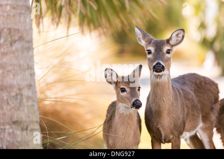 Deer roaming freely on Fripp Island, SC. Stock Photo