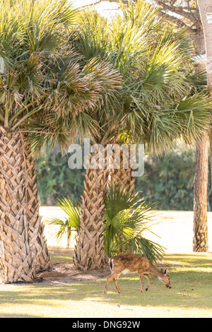 Deer roaming freely on Fripp Island, SC. Stock Photo