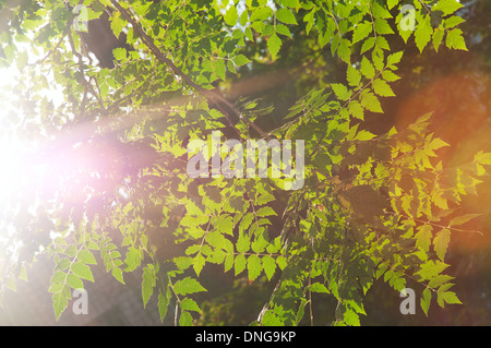 Bright Leaves in a backlight of sunbeams. Stock Photo