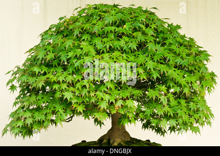 Bonsai trees in the Japanese section of the Montreal Botanical Garden in Montreal, Quebec. Stock Photo