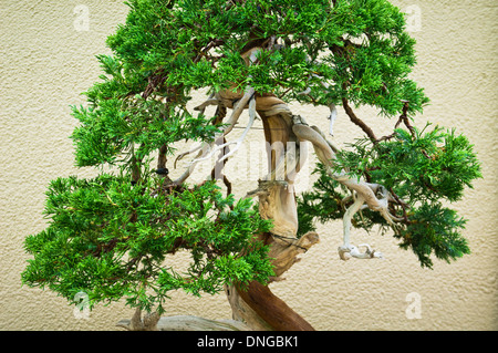 Bonsai trees in the Japanese section of the Montreal Botanical Garden in Montreal, Quebec. Stock Photo