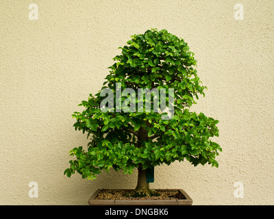 Bonsai trees in the Japanese section of the Montreal Botanical Garden in Montreal, Quebec. Stock Photo