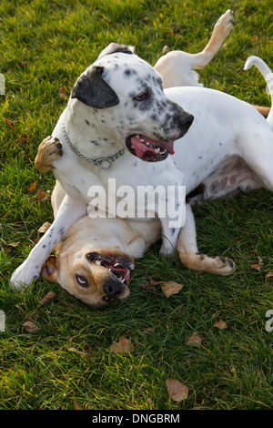Two dogs playing at park, labrador and dalmatian Stock Photo