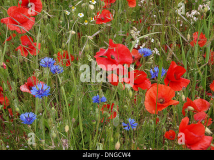 Cornflowers growing amongst field poppies on the South Downs. North Stoke, West sussex. 10th June 2008 Stock Photo