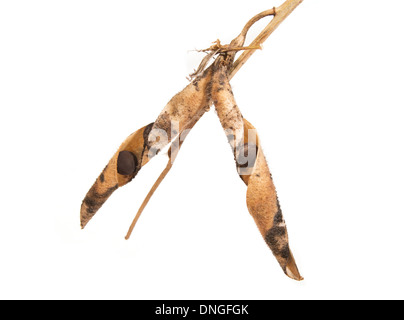 Close up of mature sweet pea (Lathyrus odoratus) seed pods with seeds isolated against a white background. Stock Photo