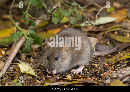 Brown Rat (Rattus norvegicus) feeding on spilt grain Stock Photo