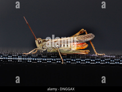 Grasshopper motionless, resting on a garden chair back and photographed in Macro.  Very high detail giving a powerful image. Stock Photo