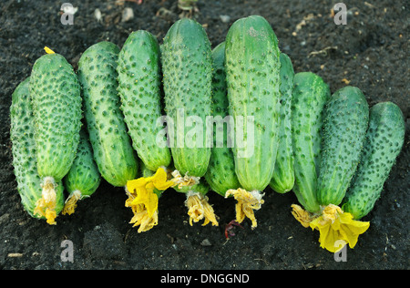 cucumbers in bulk laying on the ground Stock Photo