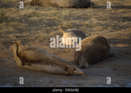 Adult grey seals and pup relaxing and basking in the sun on the breeding beach at Donna Nook Grey Seal Colony, Lincolnshire, UK Stock Photo