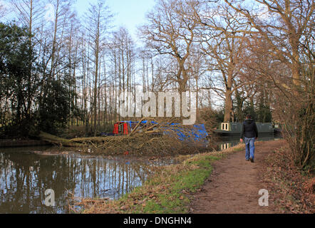 The Wey Canal at Ripley, Surrey, England, UK. 28th December 2013. A fallen tree narrowly missed a house boat moored on the Wey Canal, Ripley. After the storms across the UK over Christmas, Saturday was a calm and sunny day in Surrey perfect for a walk along the towpath. Credit:  Julia Gavin/Alamy Live News Stock Photo