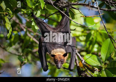 Portrait of a fruit bat Stock Photo